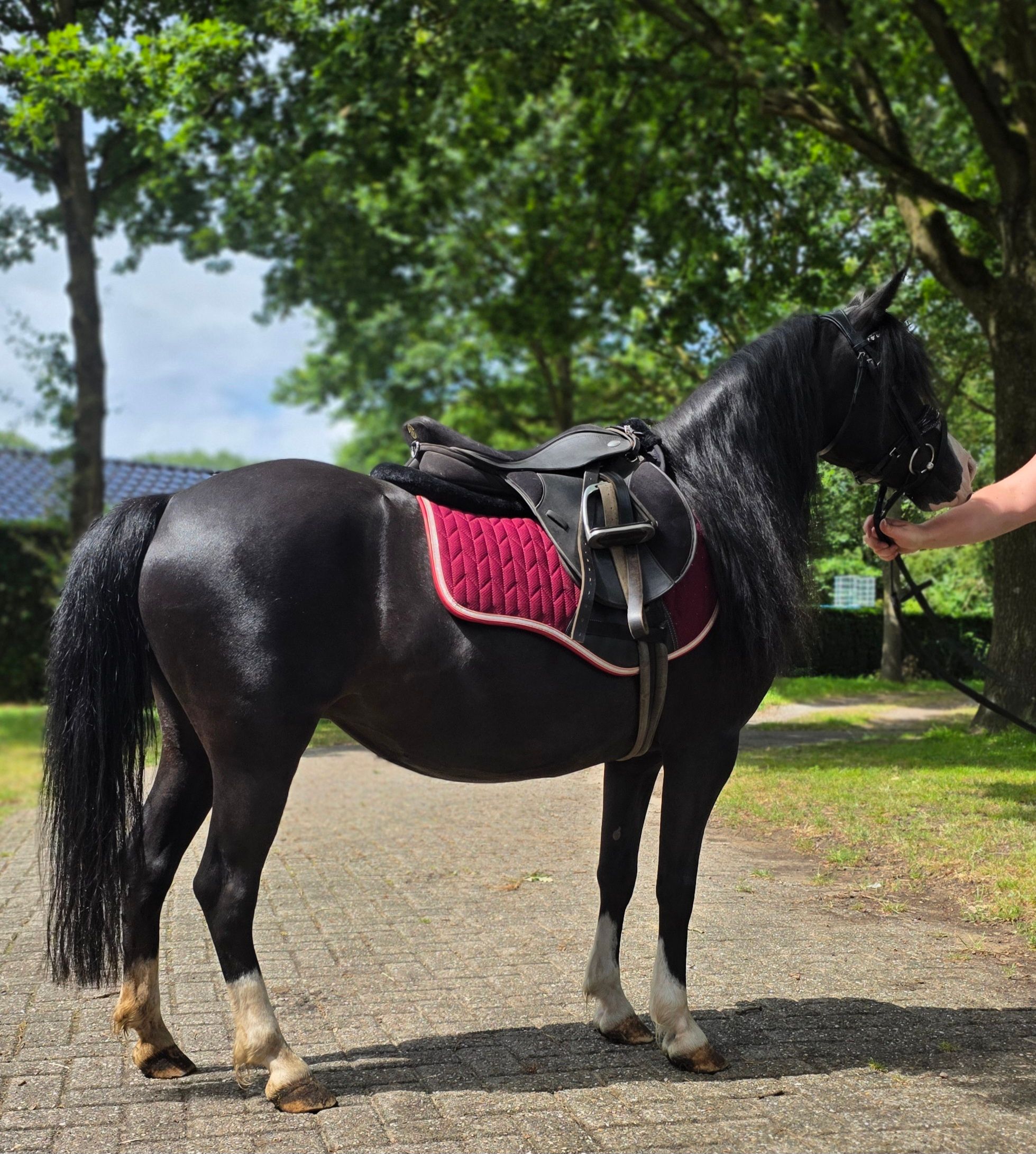 allround-pony merrie 5 jaar zwart te koop - Foto 5