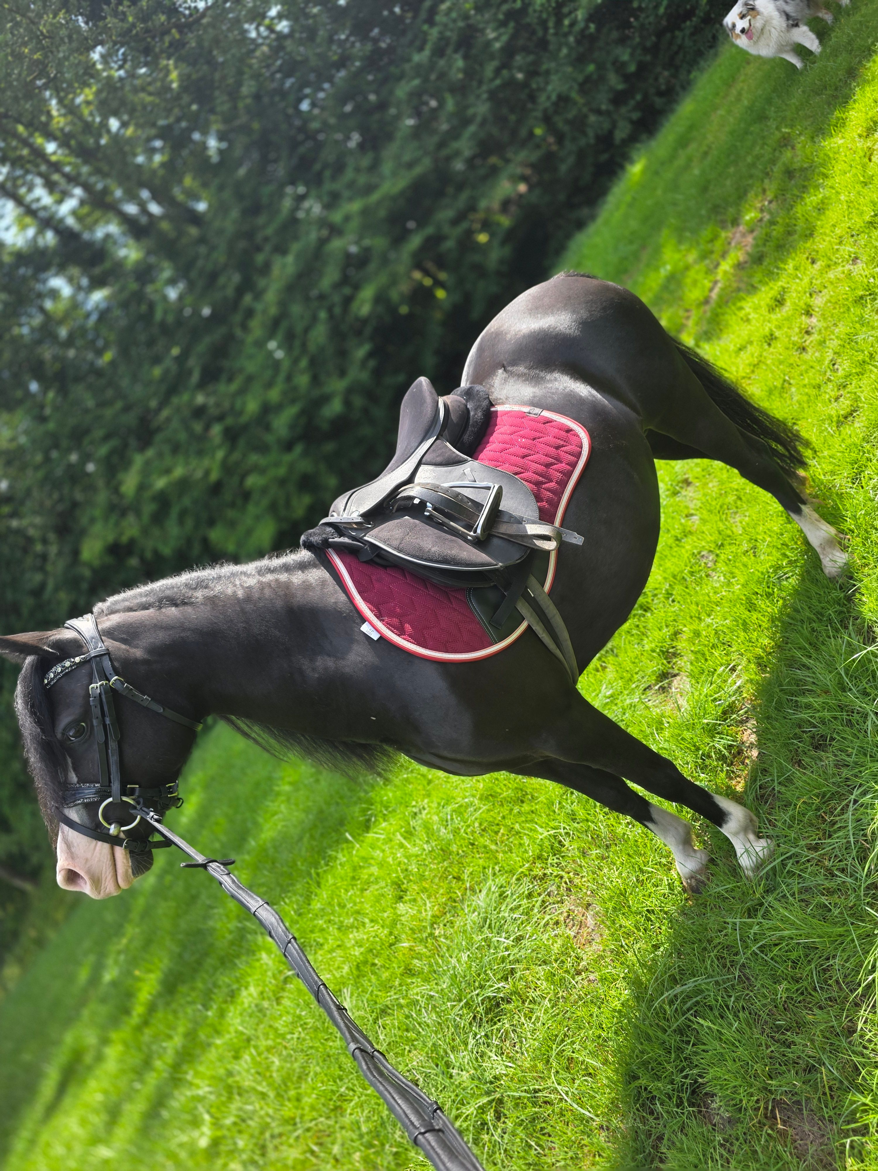 allround-pony merrie 5 jaar zwart te koop - Foto 4