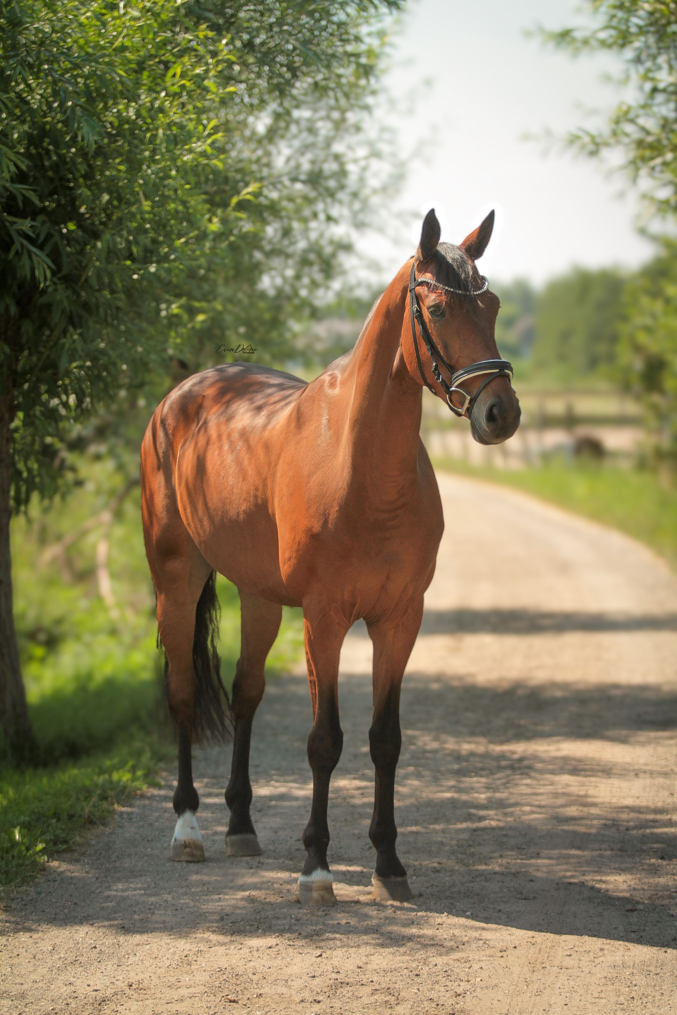 KWPN dressuurpaard ruin 6 år bruin till salu - Foto 2