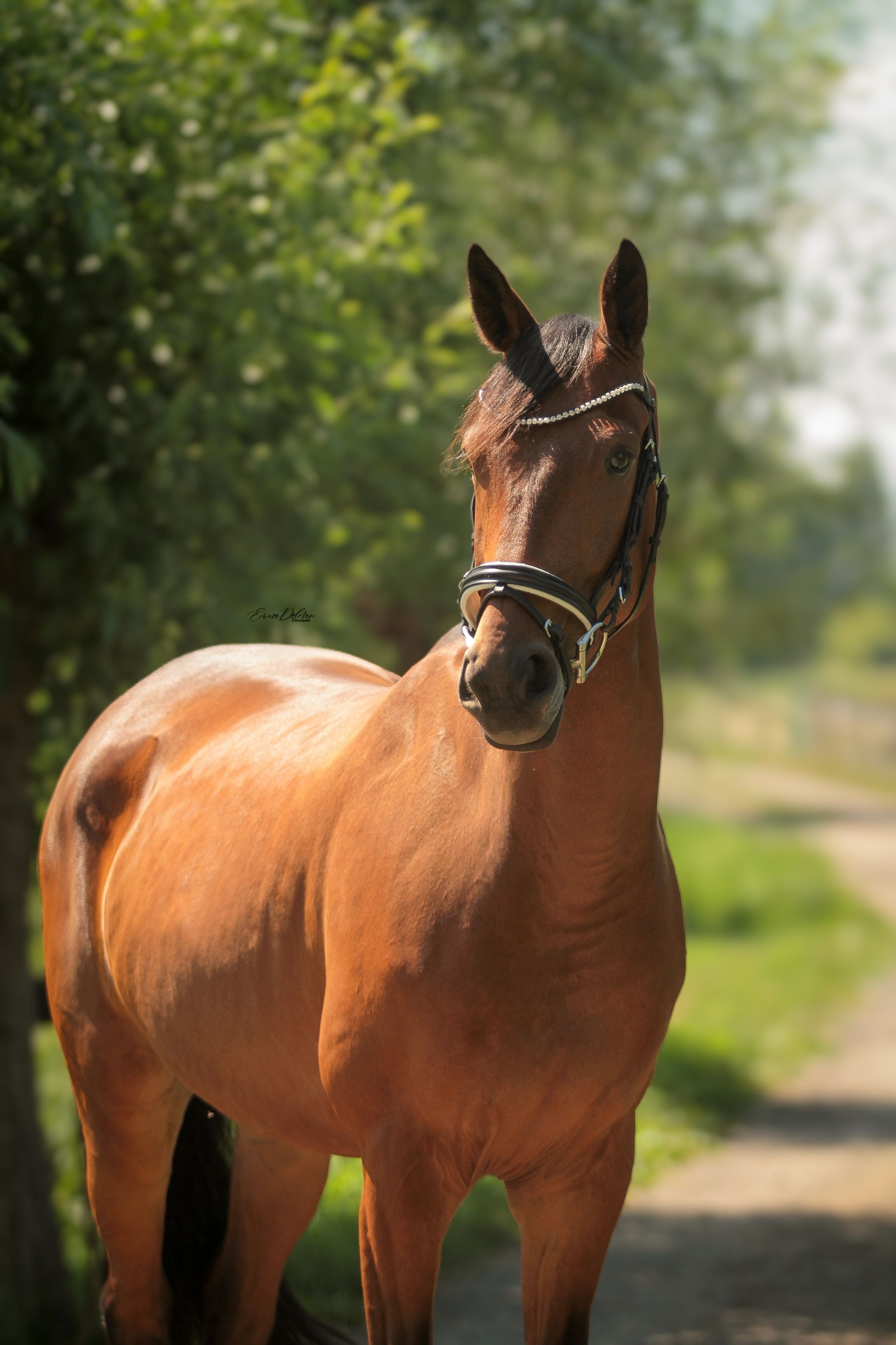 KWPN dressuurpaard ruin 6 år bruin till salu - Foto 4