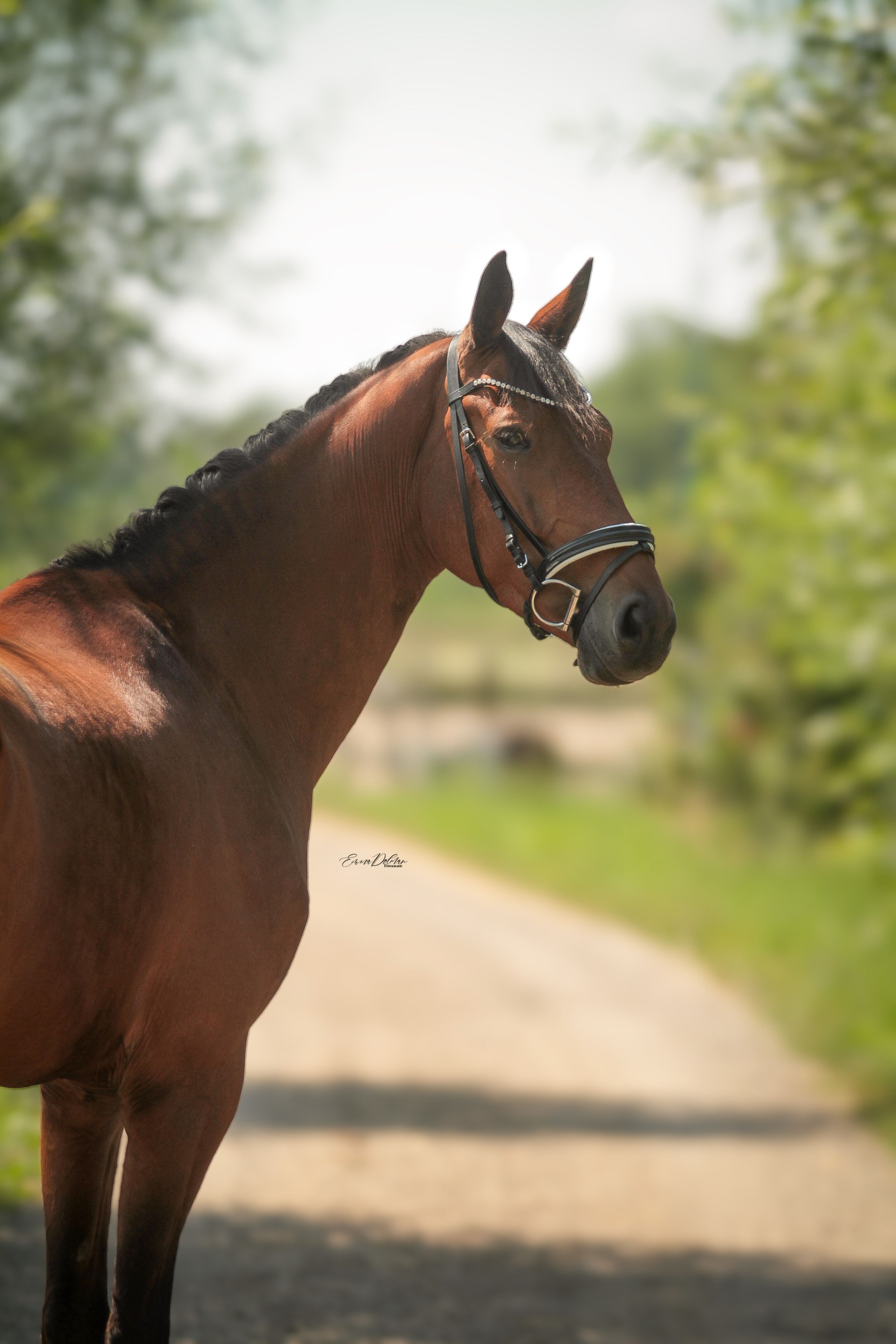 KWPN dressuurpaard ruin 6 år bruin till salu - Foto 3