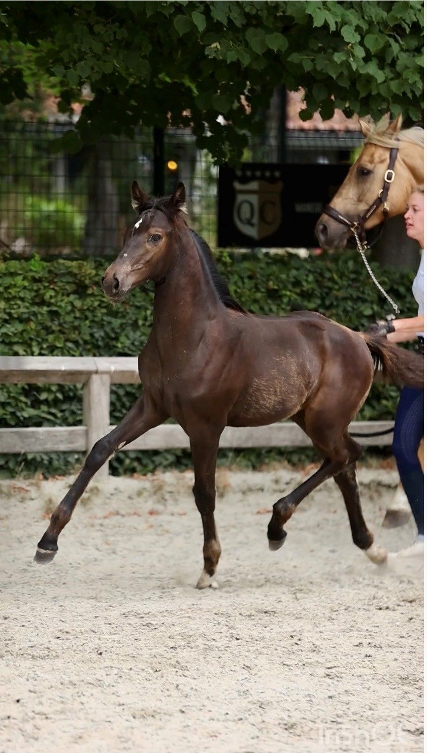 bwp dressuurpaard hengst 0 år andere-kleur till salu - Foto 3