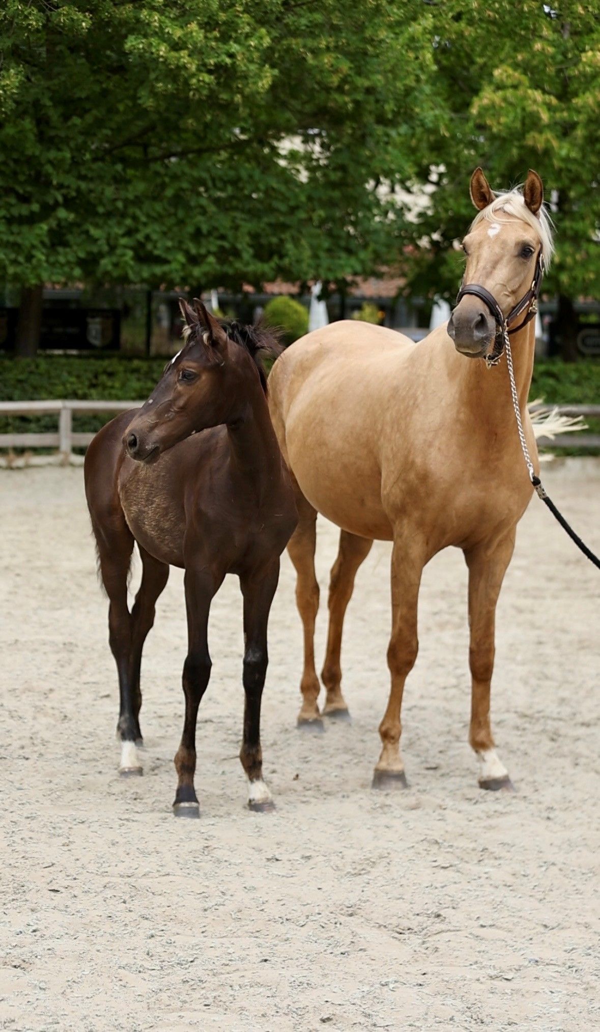 bwp dressuurpaard hengst 0 år andere-kleur till salu - Foto 4