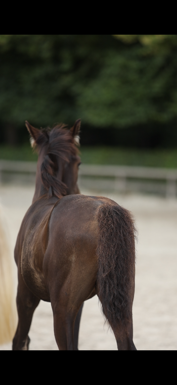 bwp dressuurpaard hengst 0 år andere-kleur till salu - Foto 5