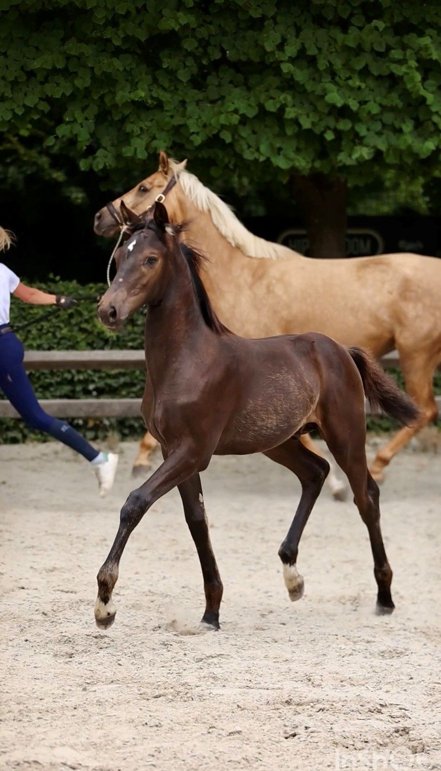 bwp dressuurpaard hengst 0 år andere-kleur till salu - Foto 2