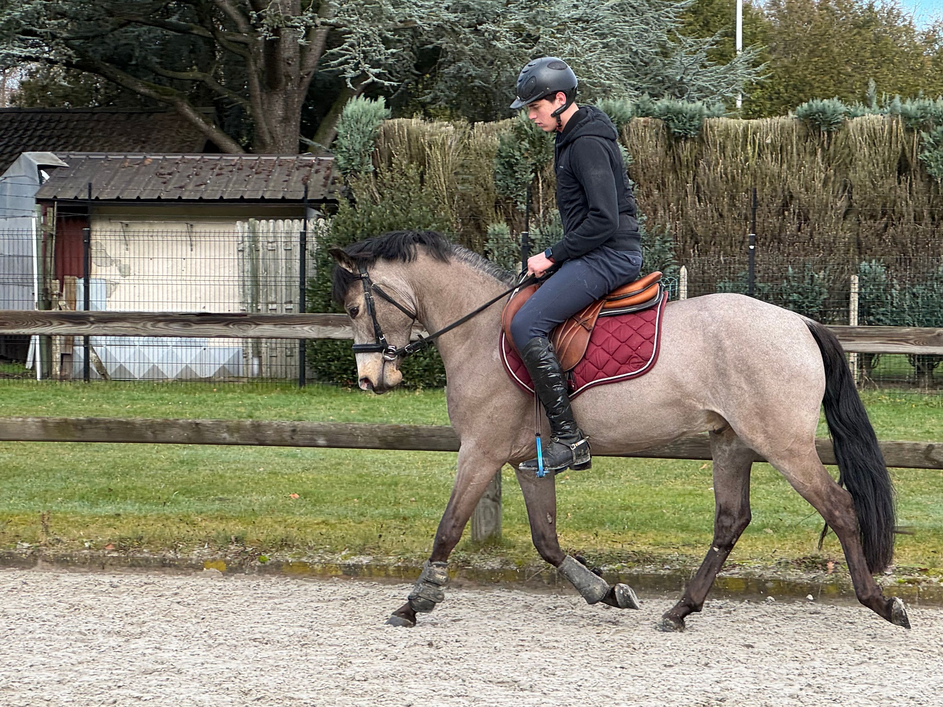 nrps allround-pony ruin 4 lat andere-kleur na sprzedaż - Zdjęcie 5