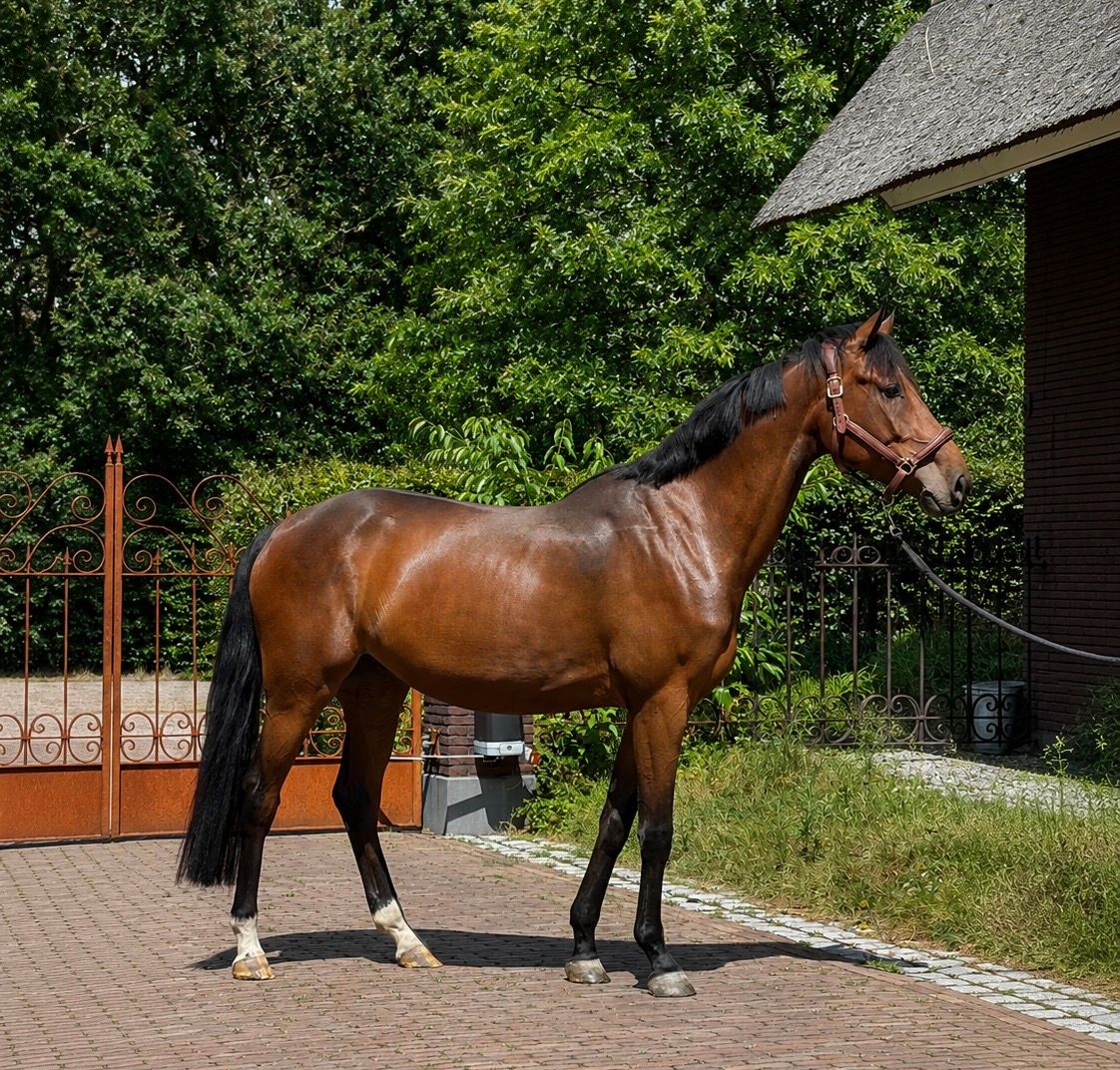 Prachtige 4-jarige BWP merrie uit Corlou PS X Dutch Capitol