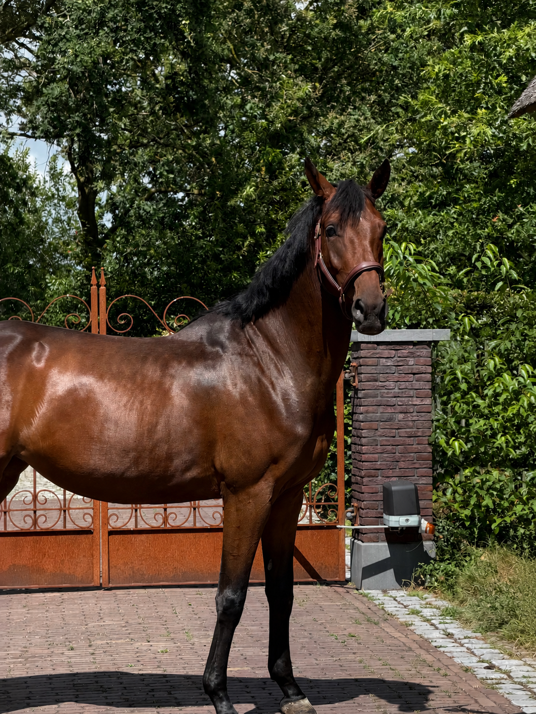 bwp springpaard merrie 4 jaar donkerbruin te koop - Foto 3