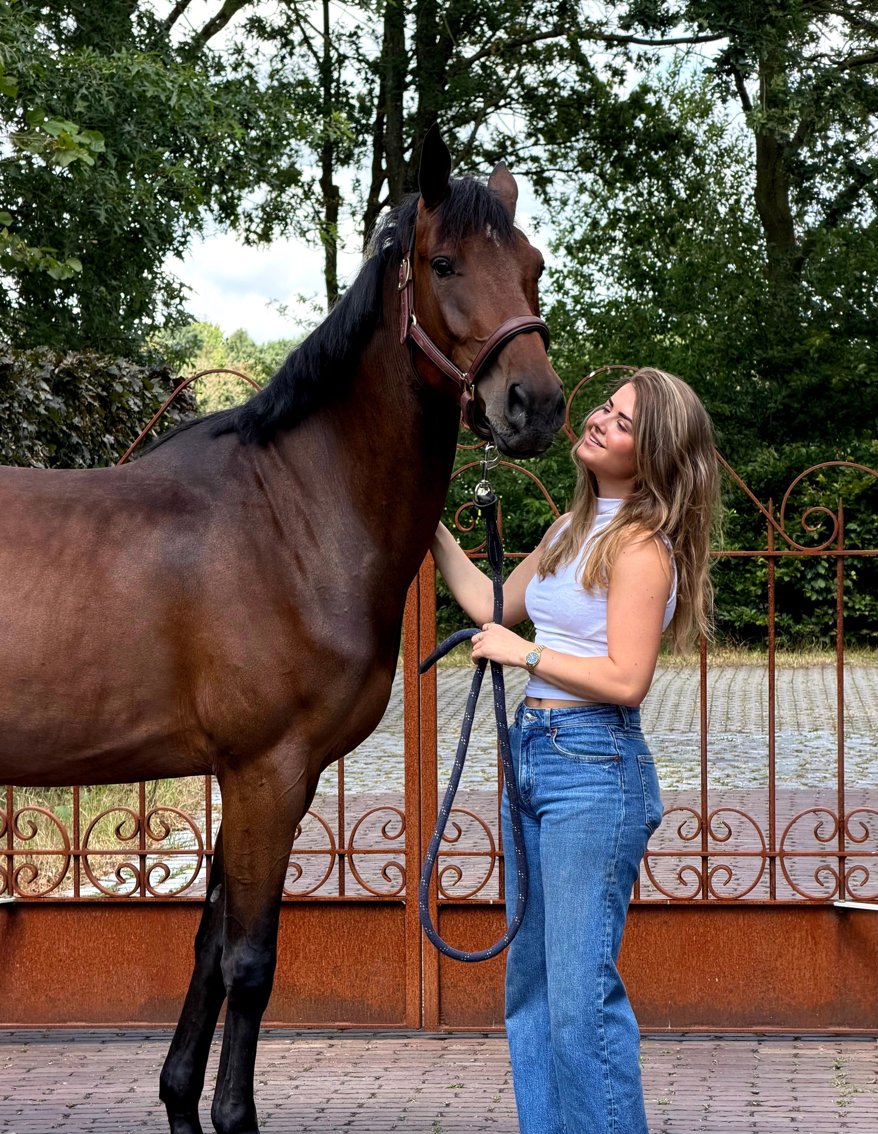 bwp springpaard merrie 4 jaar donkerbruin te koop - Foto 2