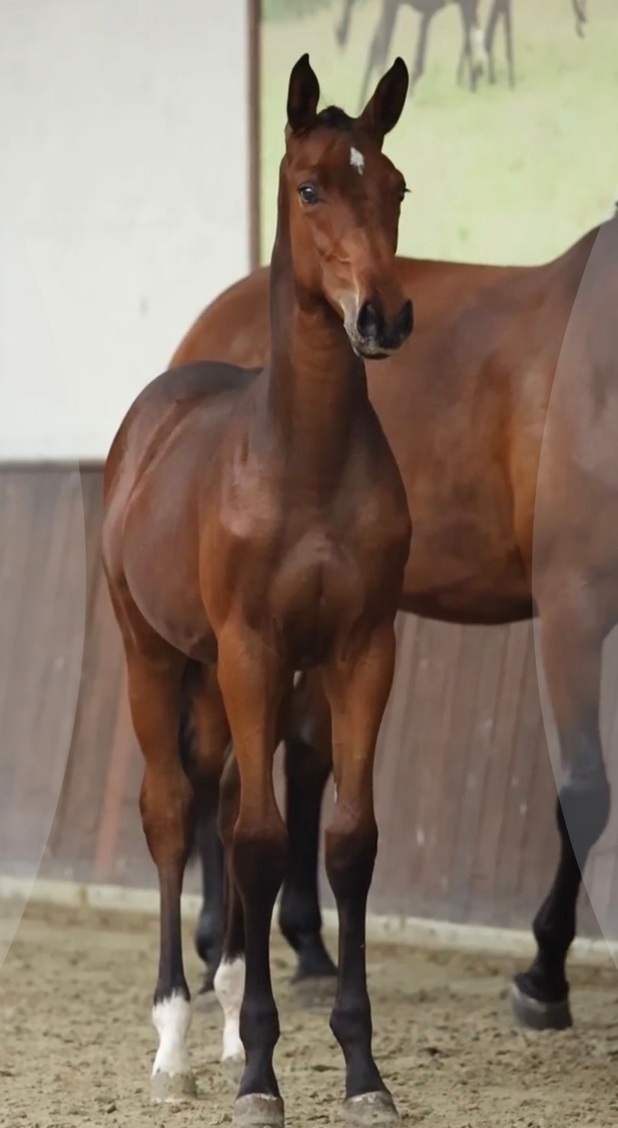 bwp springpaard merrie 4 jaar donkerbruin te koop - Foto 4