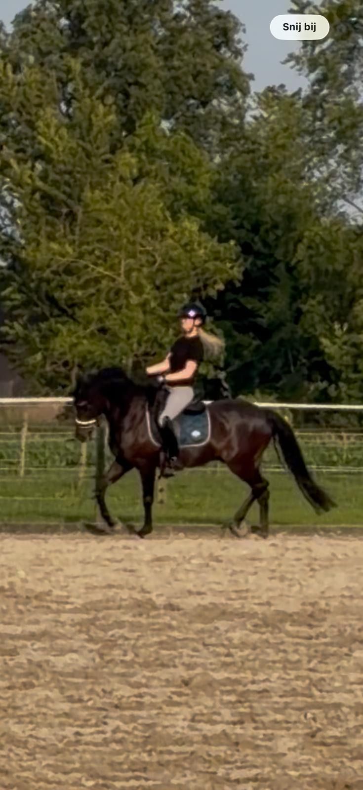 welsh dressuurpony ruin 9 let donkerbruin na prodej - Foto 6