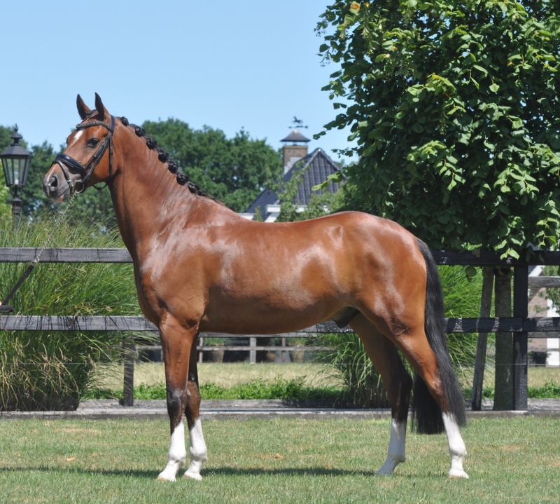 welsh dressuurpony ruin 6 years old kastanje for sale - Photo 3