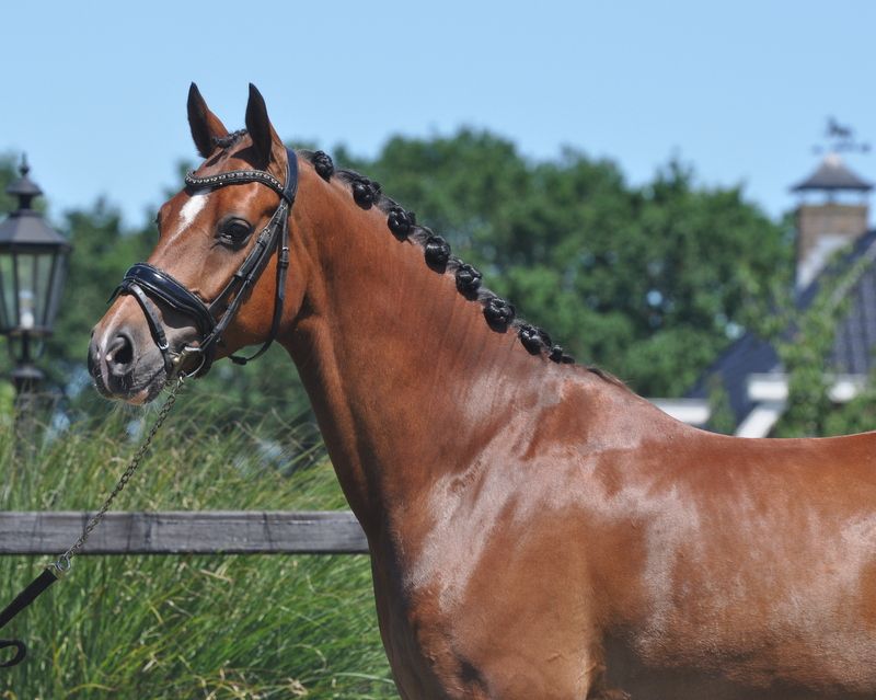 welsh dressuurpony ruin 6 years old kastanje for sale - Photo 4
