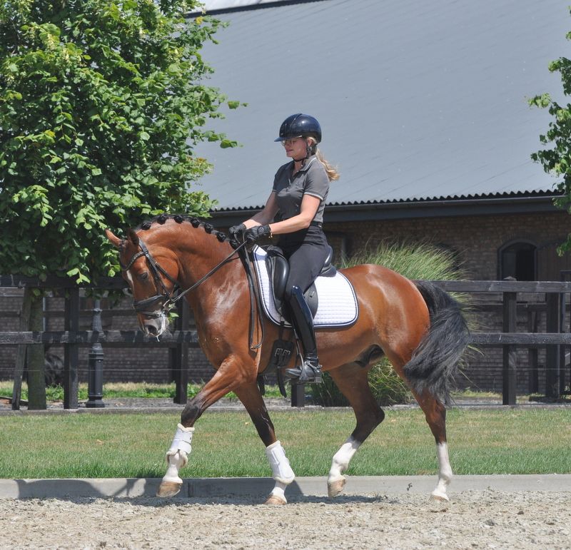 welsh dressuurpony ruin 6 years old kastanje for sale - Photo 5