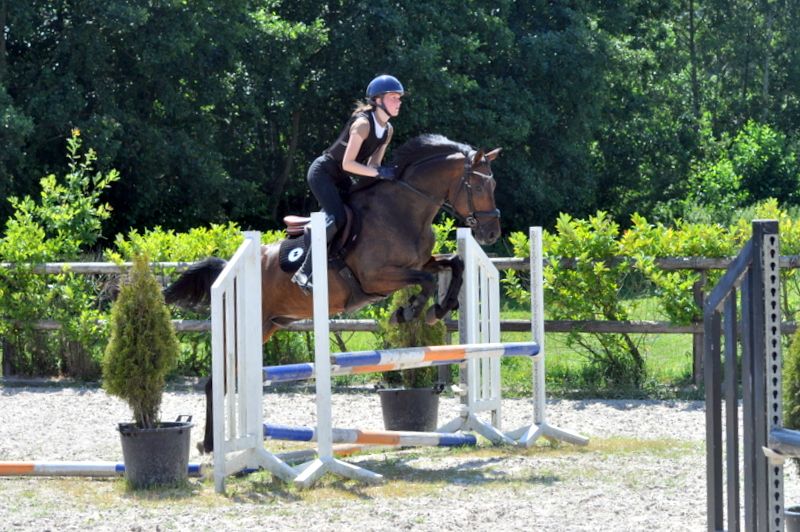 kwpn springpony ruin 5 år donkerbruin till salu - Foto 2
