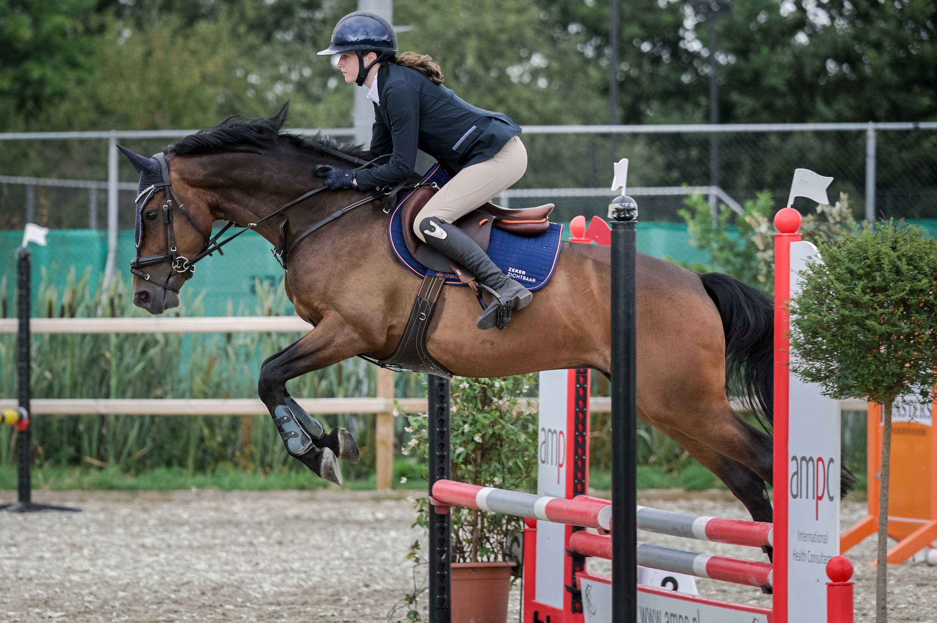 kwpn springpony ruin 5 år donkerbruin till salu - Foto 3