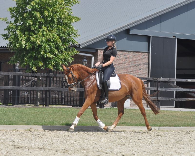 springpony merrie 5 år vos till salu - Foto 2