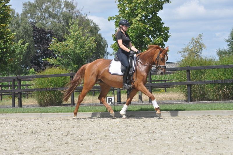 springpony merrie 5 år vos till salu - Foto 3