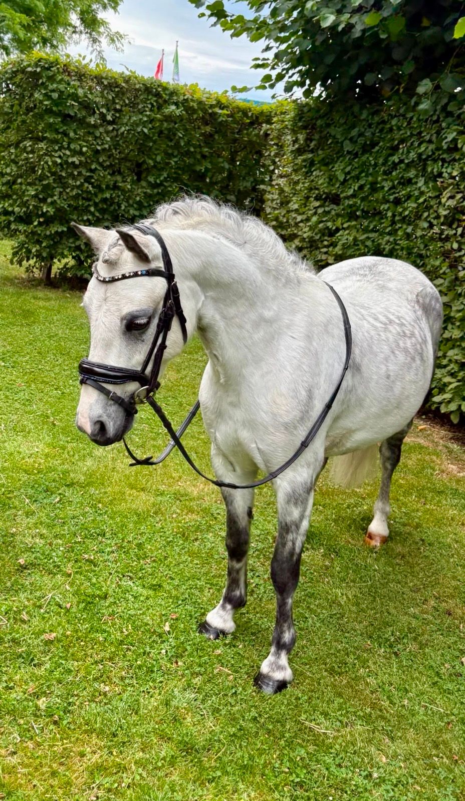 welsh allround-pony merrie 7 jaar schimmel te koop - Foto 2