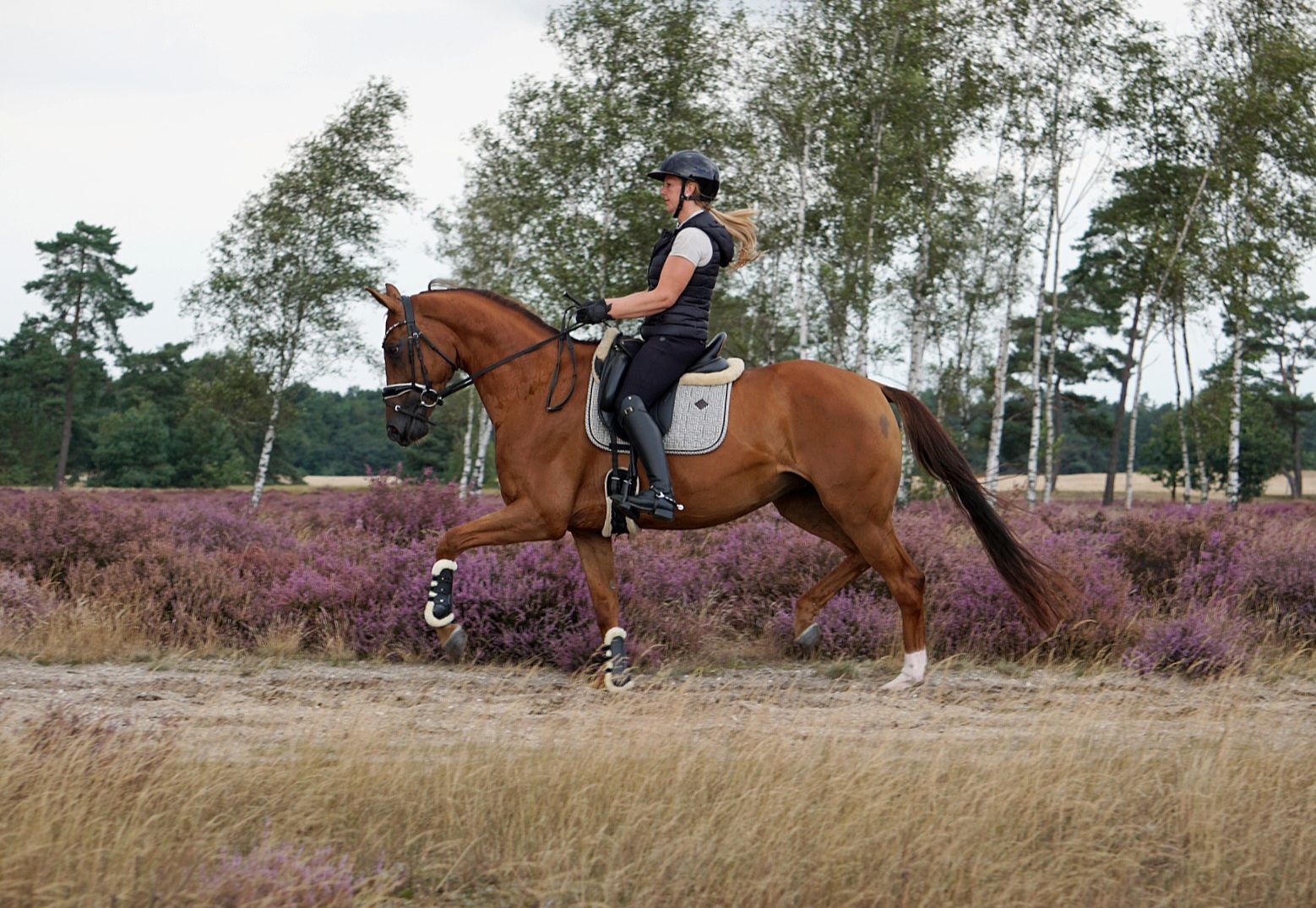 kwpn dressuurpaard ruin 4 ans zwart à vendre - Photo 3