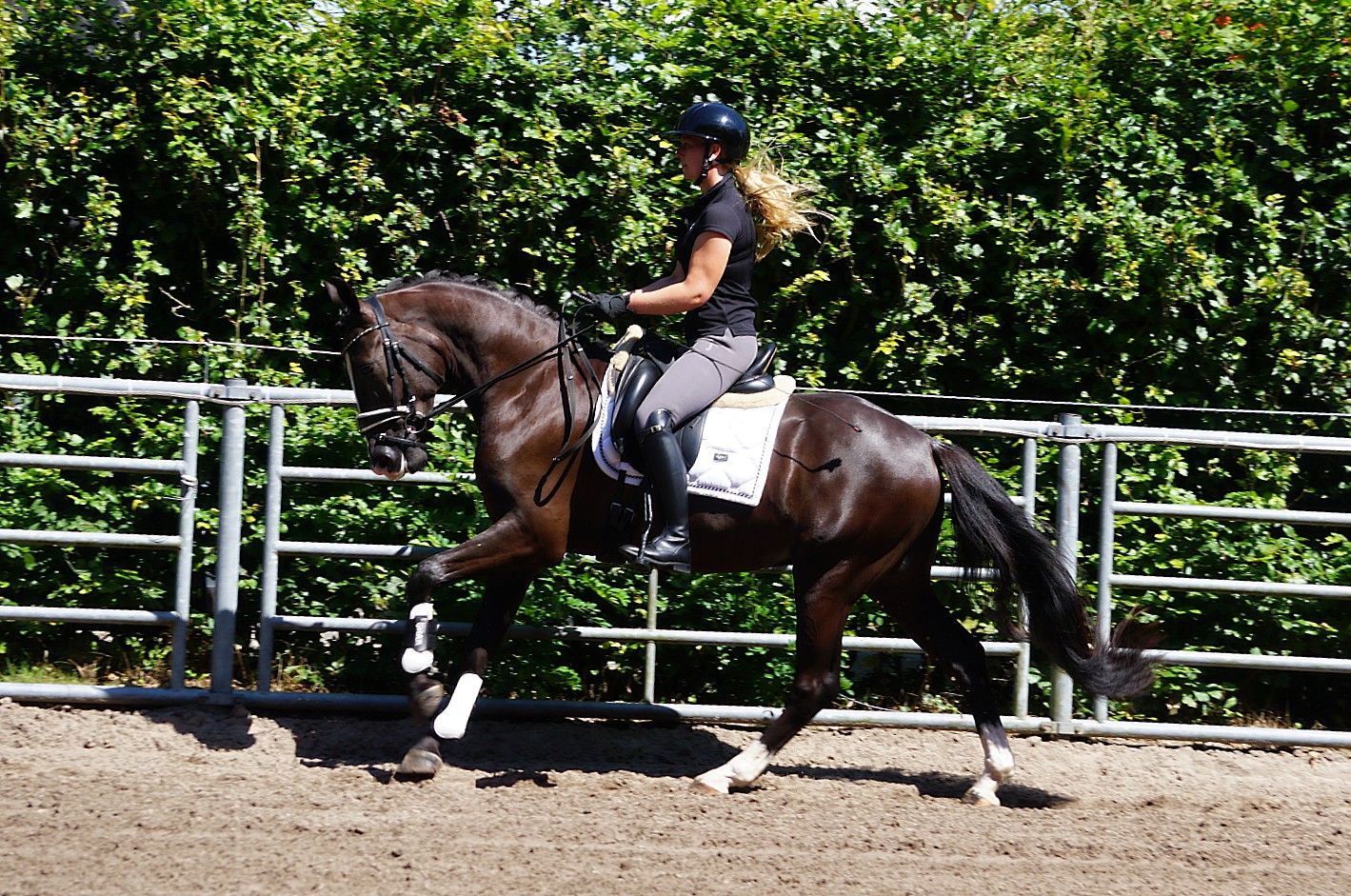 kwpn dressuurpaard ruin 4 ans zwart à vendre - Photo 5