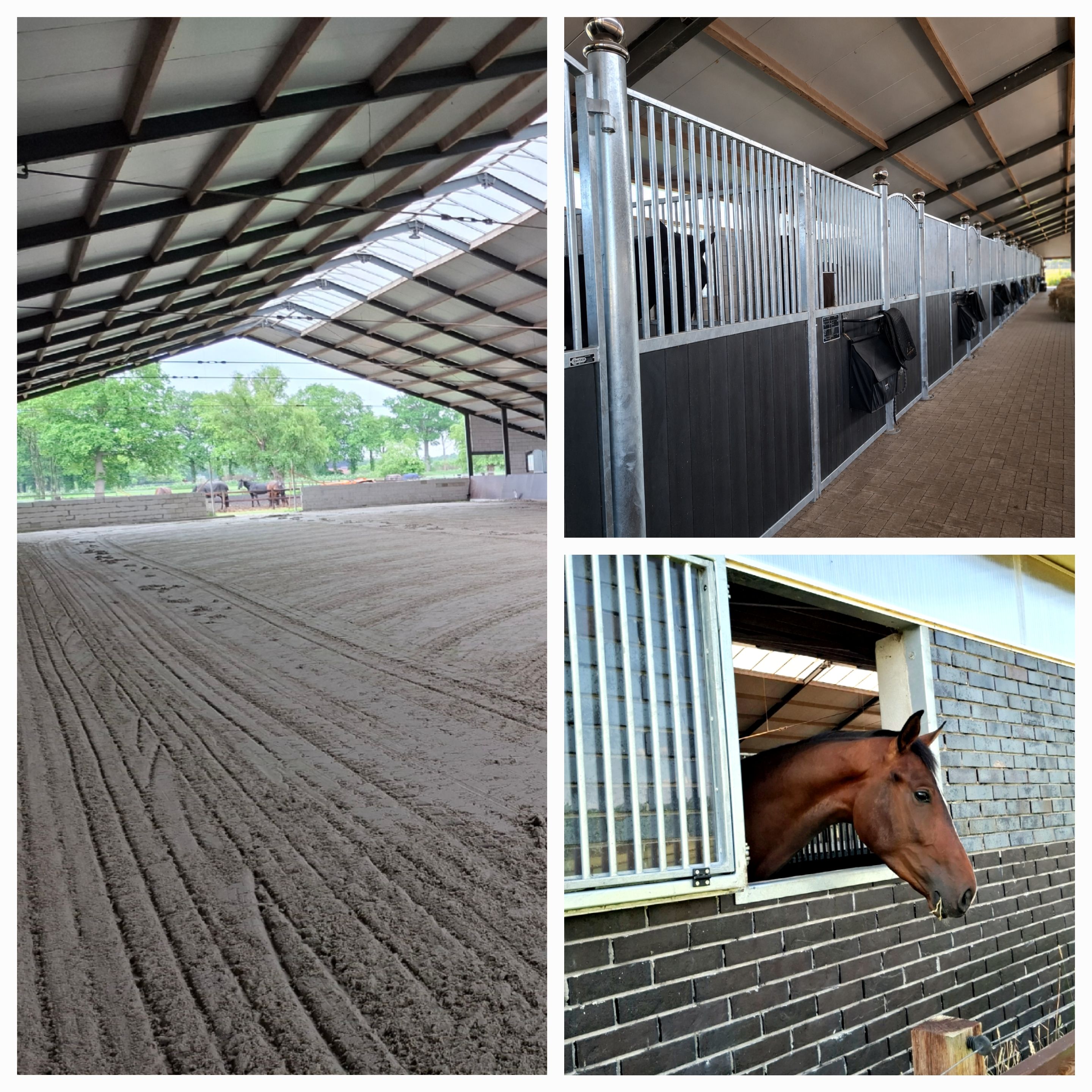 kwpn dressuurpaard ruin 4 ans zwart à vendre - Photo 6
