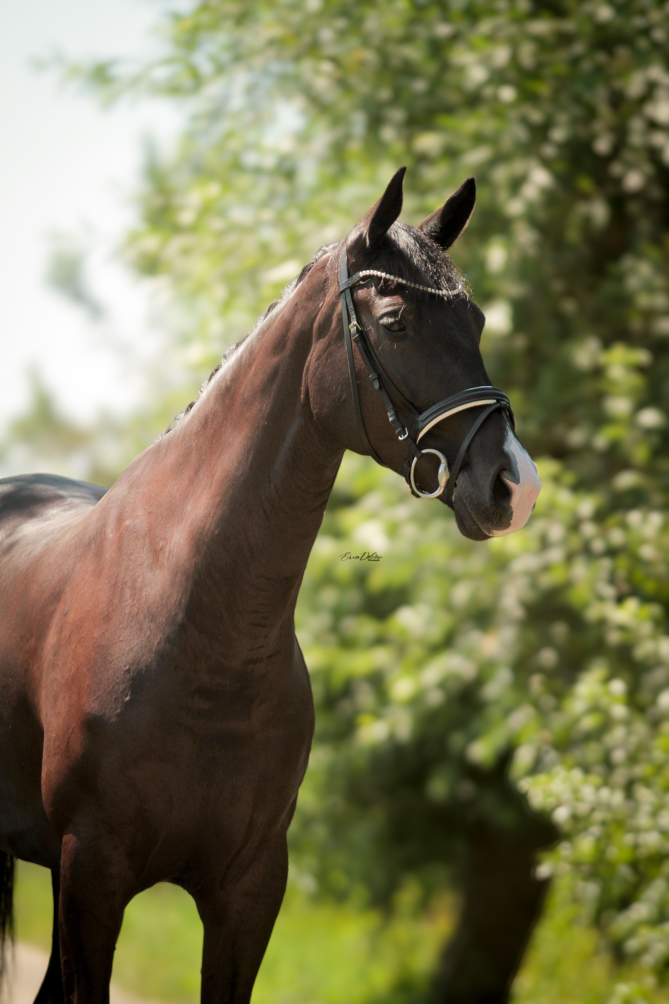 KWPN dressuurpaard merrie 5 år zwart till salu - Foto 2