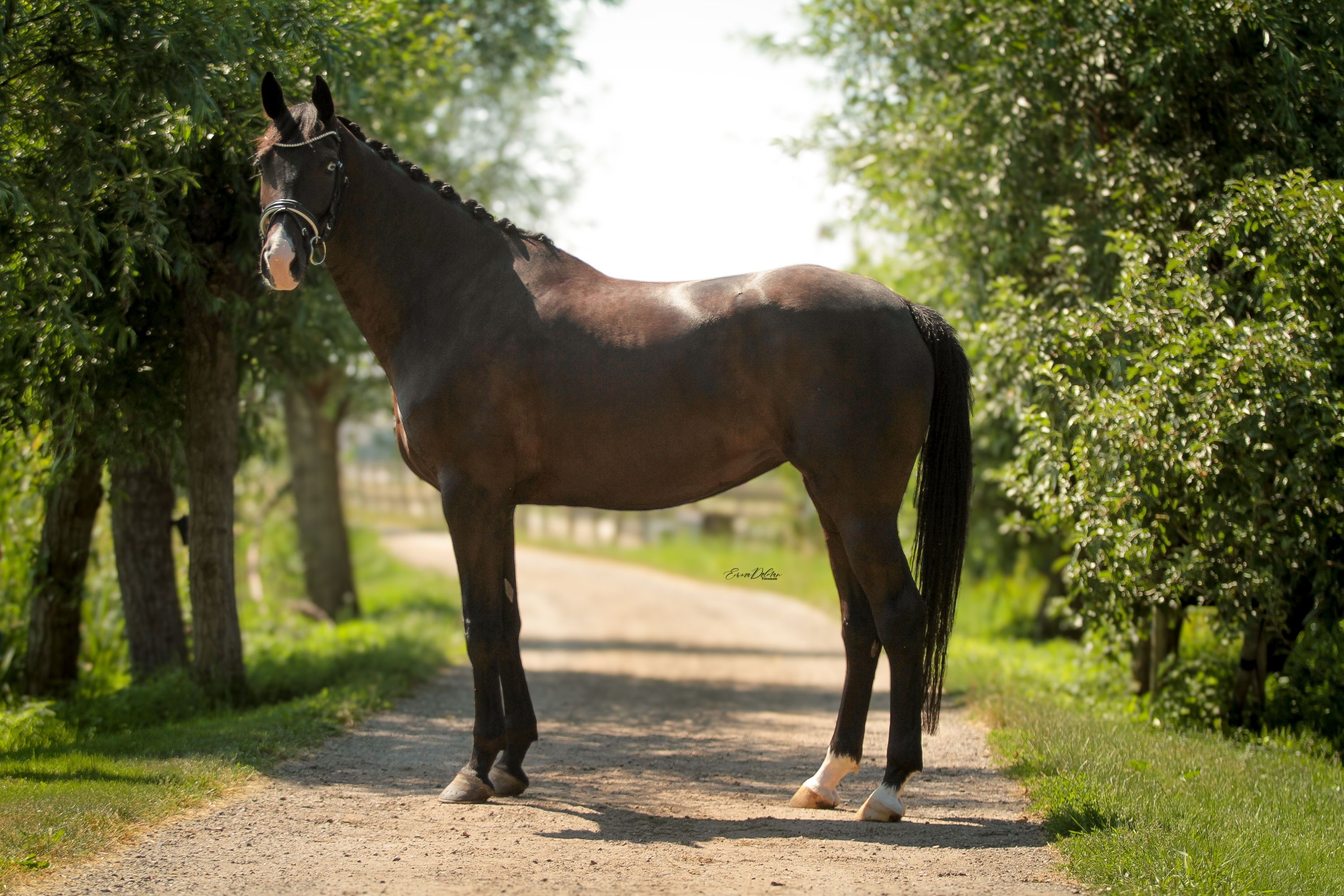 KWPN dressuurpaard merrie 5 år zwart till salu - Foto 3
