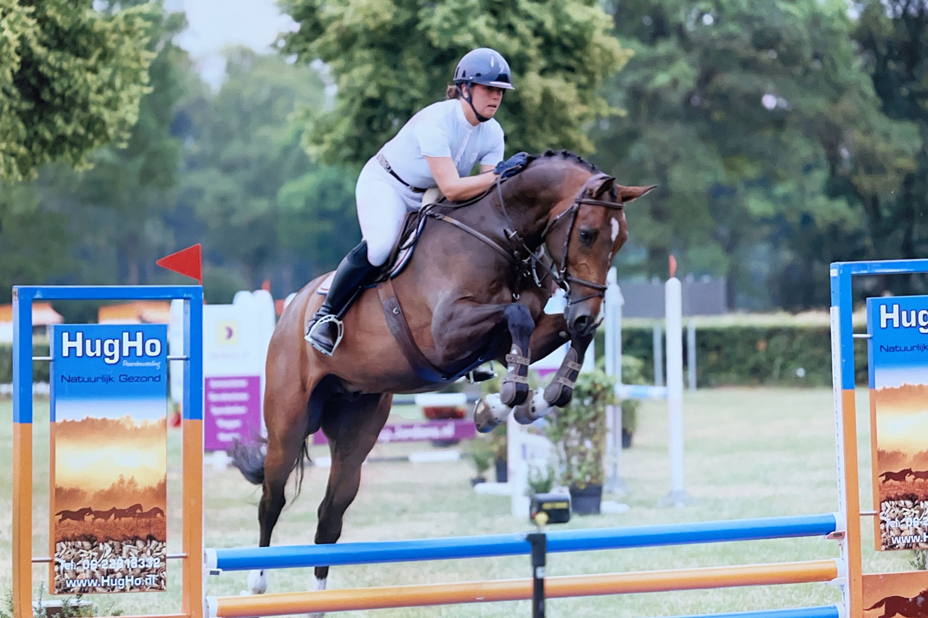 Handsome 8-year-old gelding by Freeman VDL