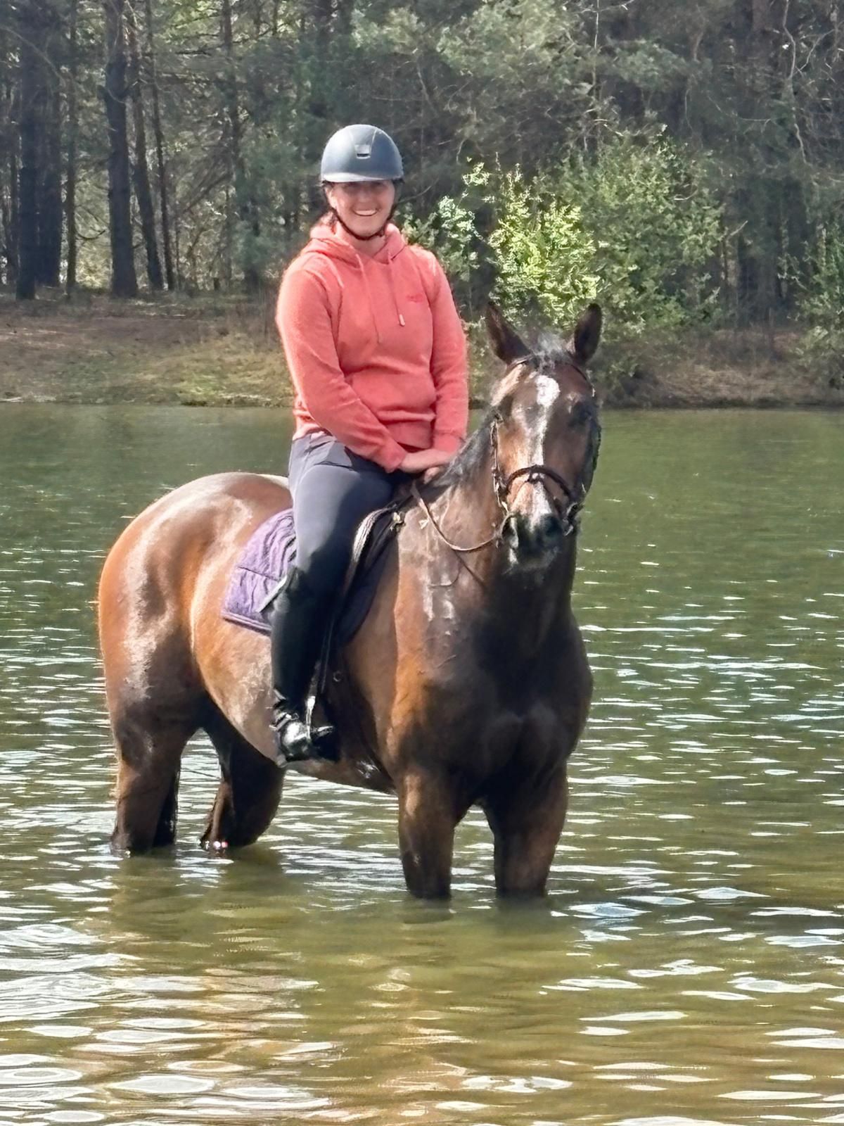 kwpn allrounder ruin 8 years old bruin for sale - Photo 2