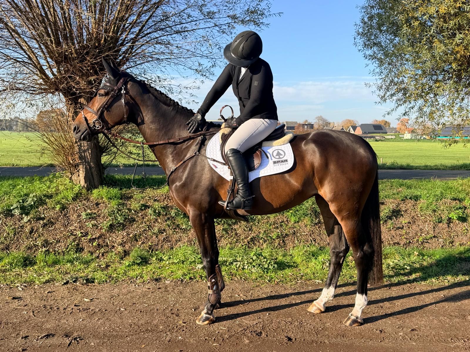 kwpn springpaard merrie 5 years old donkerbruin for sale - Photo 3
