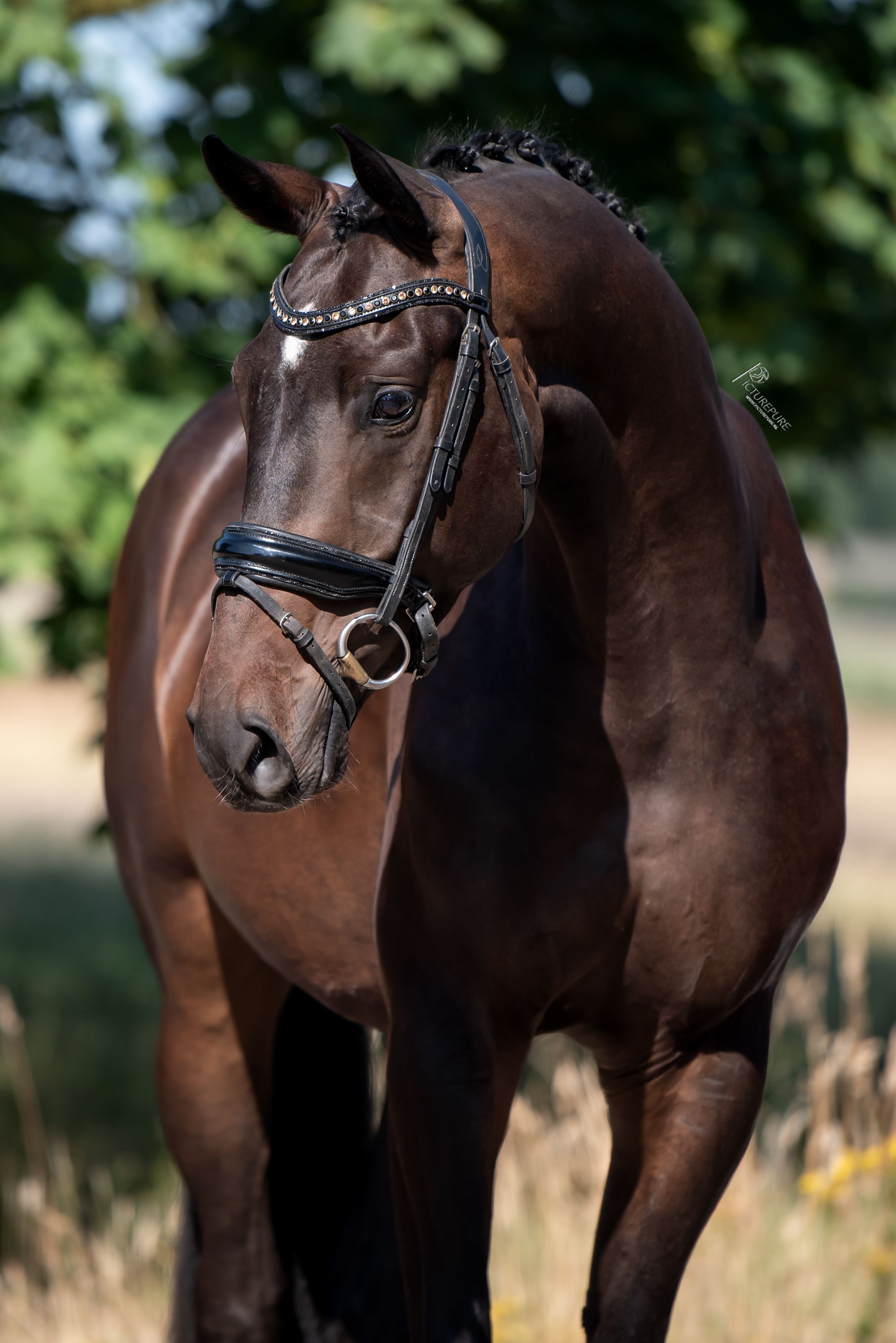 Calastru de 4 ani Fidertanz x furst heinrich