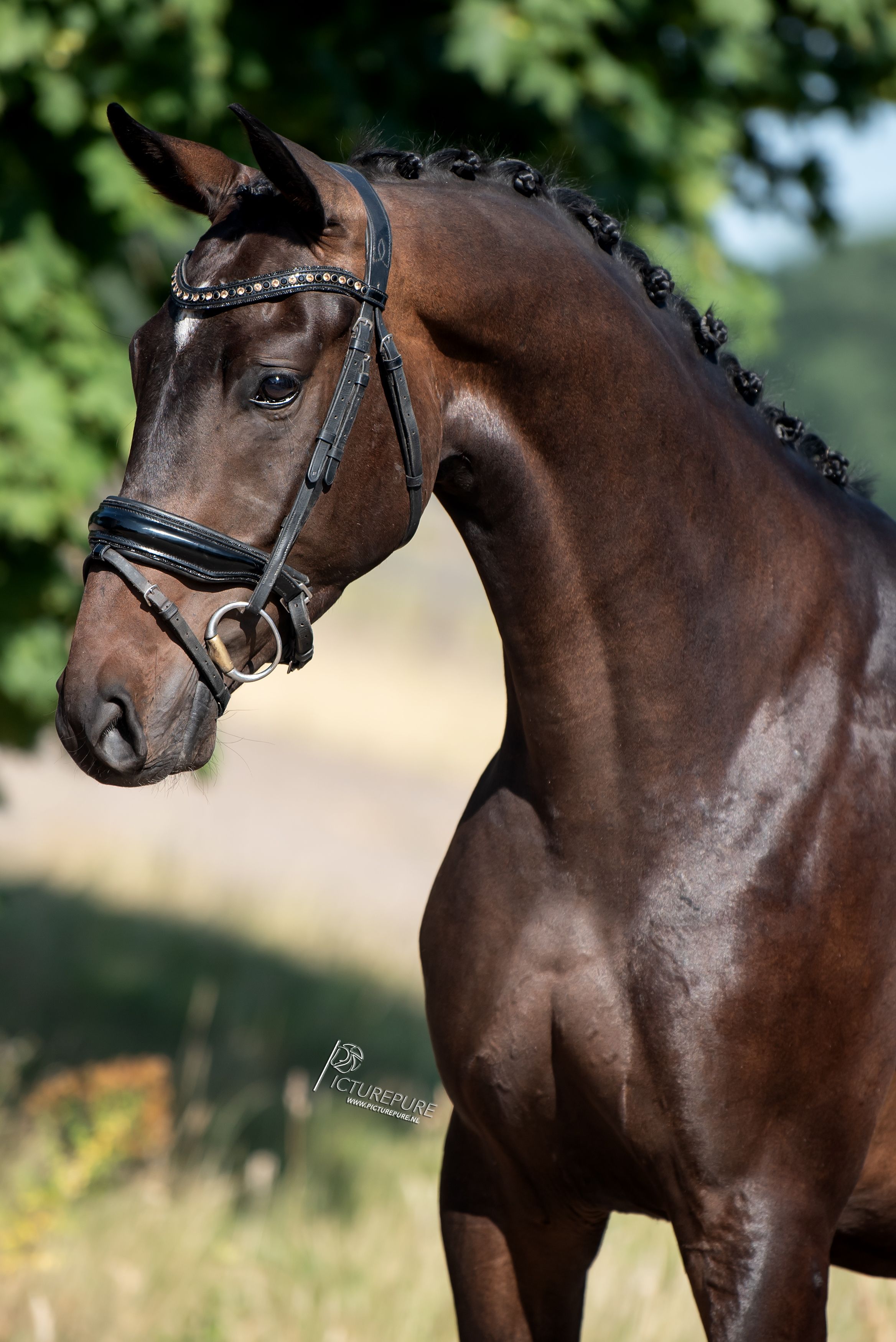 oldenburg dressuurpaard ruin 4 ani bruin de vânzare - Foto 3