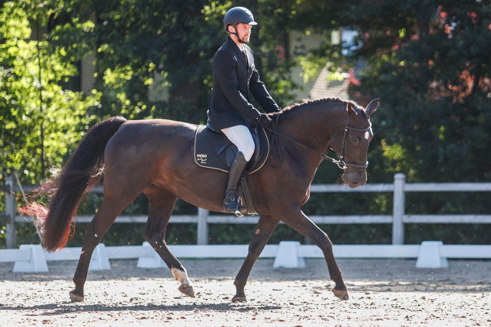kwpn springpaard merrie 14 år zwart till salu - Foto 2
