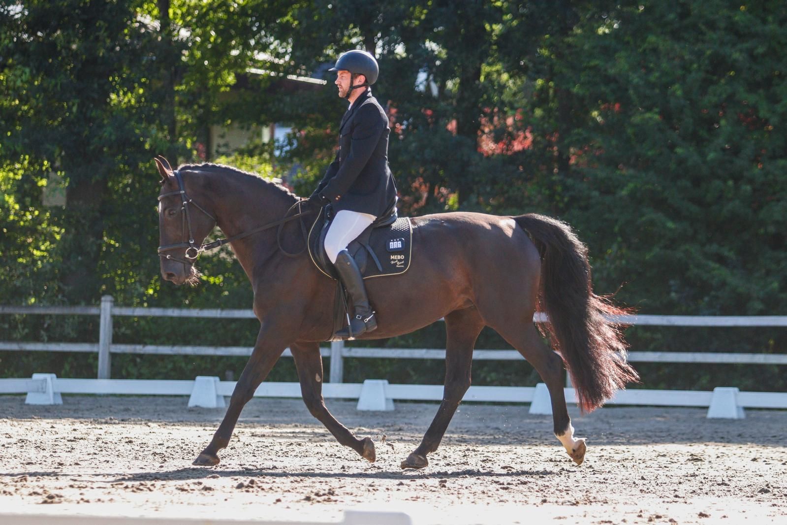 kwpn springpaard merrie 14 år zwart till salu - Foto 3