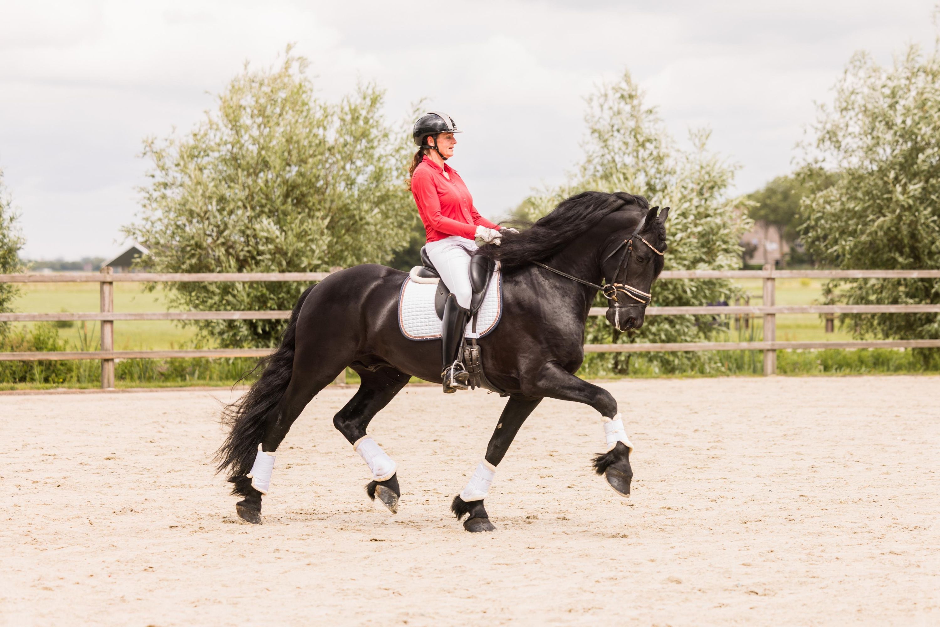 fries hengst 8 years old zwart for sale - Photo 6