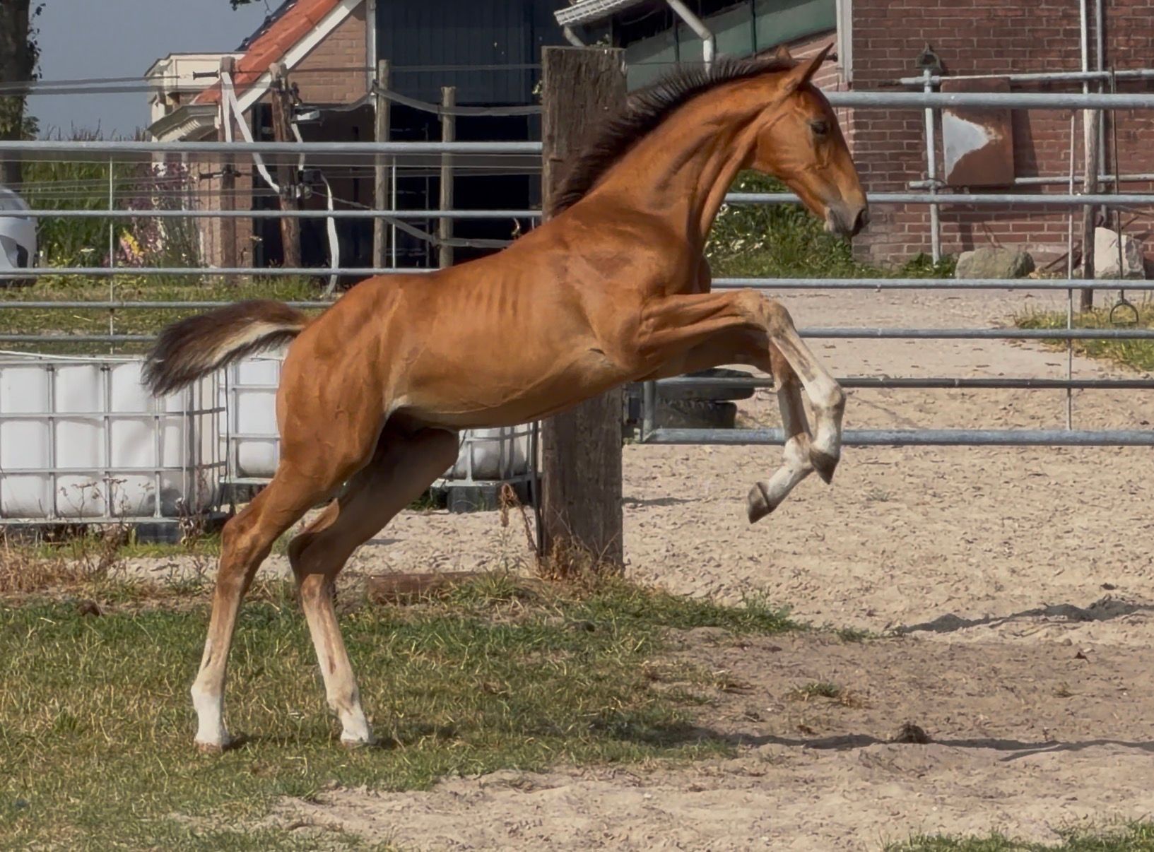 Vielversprechendes Spring-Hengstfohlen (Casco Blue PS x Chin Chin)
