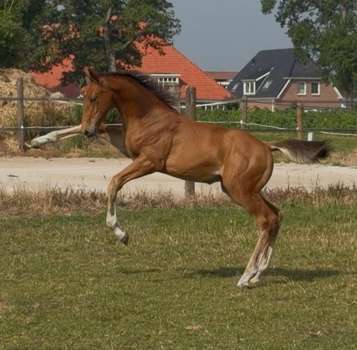 KWPN springpaard Hengst 0 år bruin till salu - Foto 6