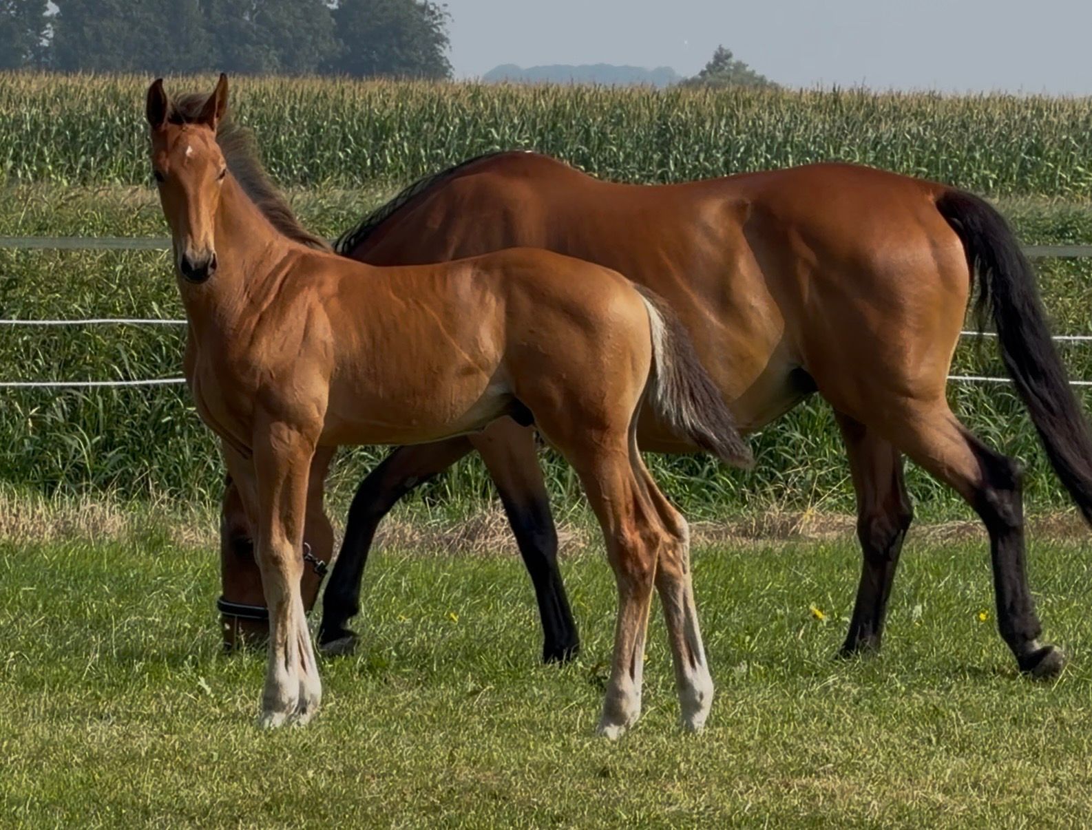 KWPN springpaard Hengst 0 år bruin till salu - Foto 4