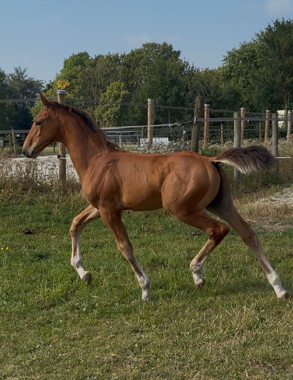 KWPN springpaard Hengst 0 år bruin till salu - Foto 3