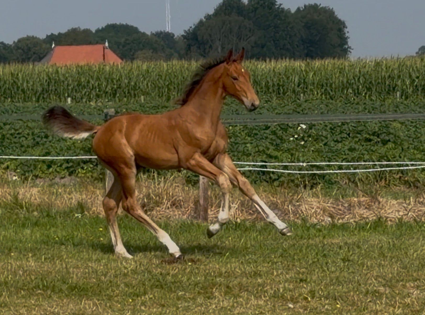 KWPN springpaard Hengst 0 år bruin till salu - Foto 2