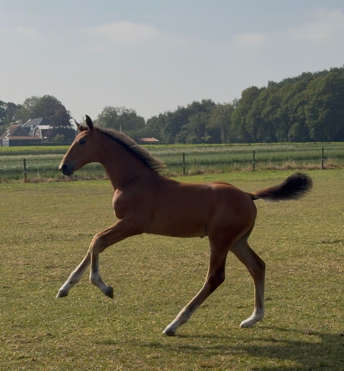 KWPN springpaard Hengst 0 år bruin till salu - Foto 5