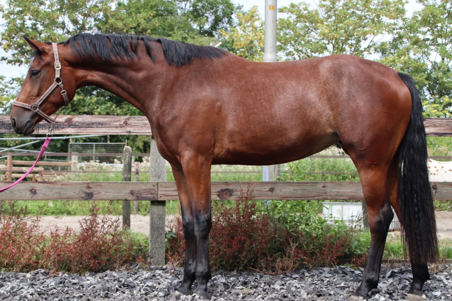 Mooie 3 jarige merrie - Dallas vdl X Air Jordan Z