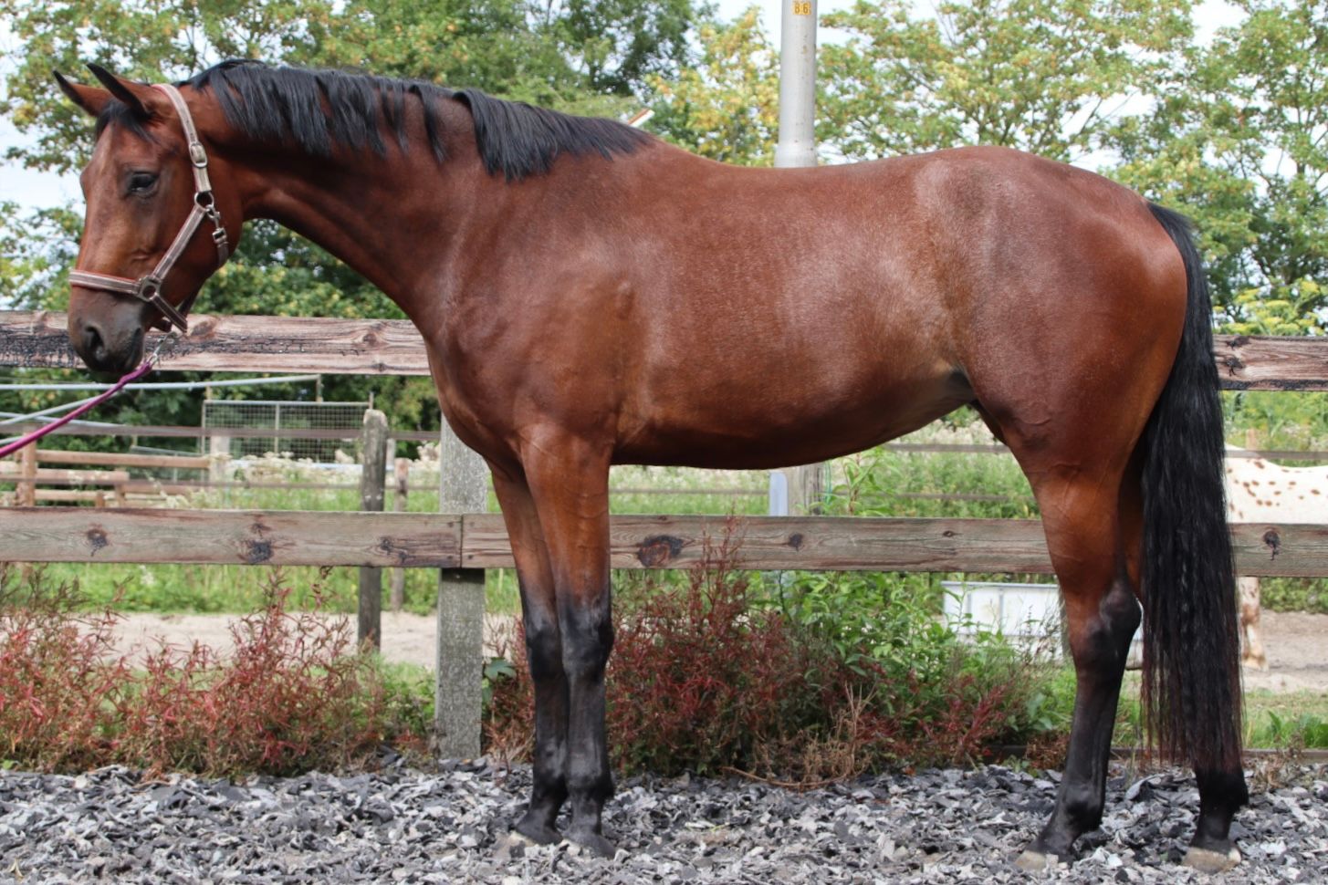 kwpn springpaard merrie 3 lat bruin na sprzedaż - Zdjęcie 2