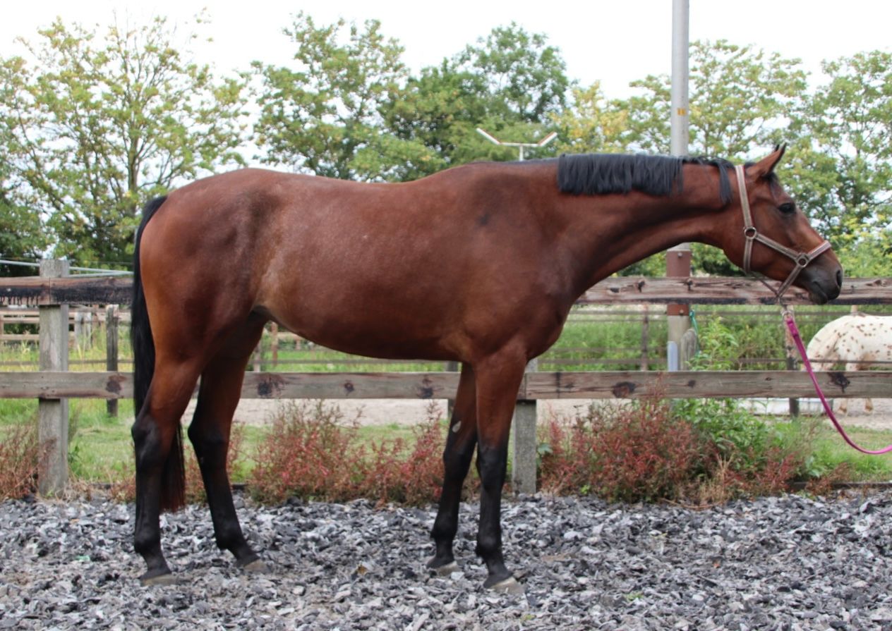 kwpn springpaard merrie 3 lat bruin na sprzedaż - Zdjęcie 5