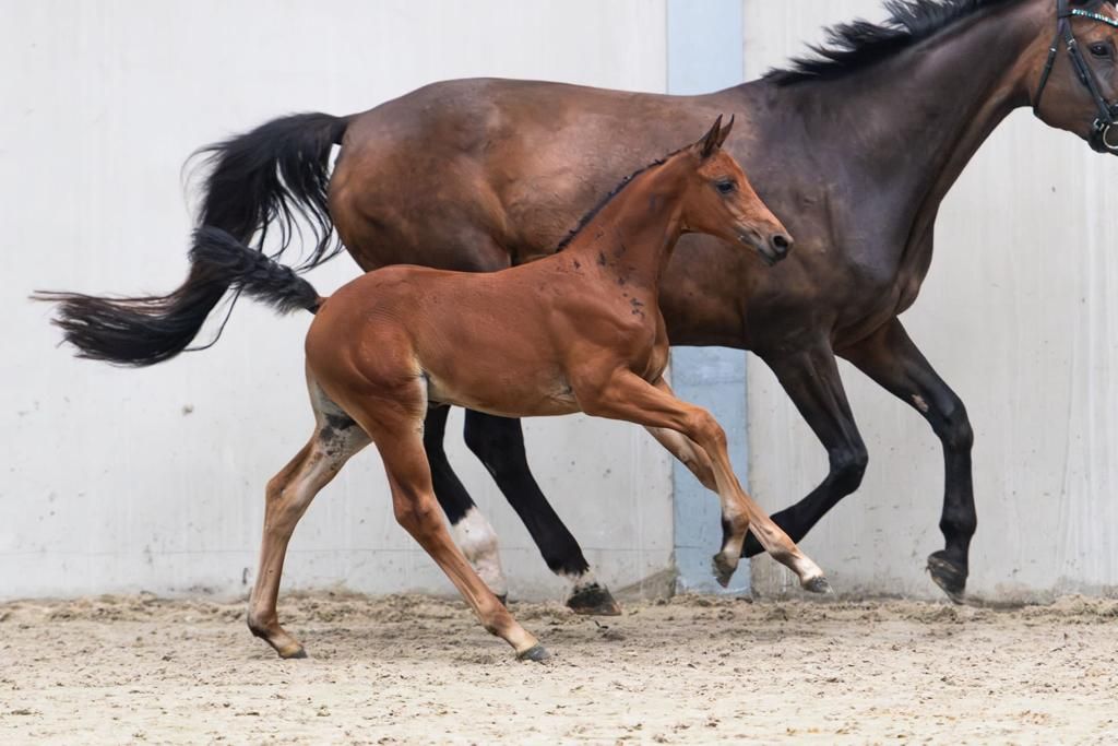 kwpn springpaard merrie 3 lat bruin na sprzedaż - Zdjęcie 6