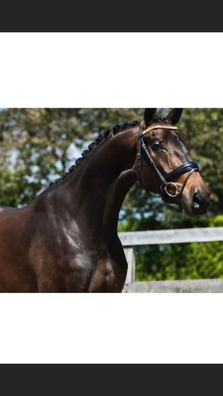 New Hope James Bond X Haarlem