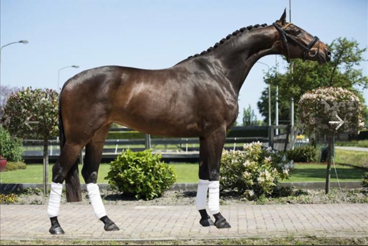 kwpn dressuurpaard merrie 8 lat donkerbruin na sprzedaż - Zdjęcie 2