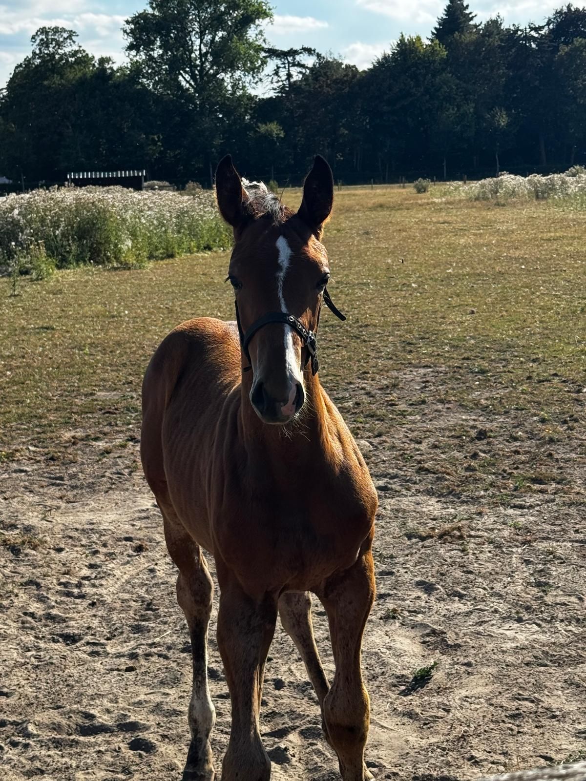 bwp springpaard hengst 0 år bruin till salu - Foto 2