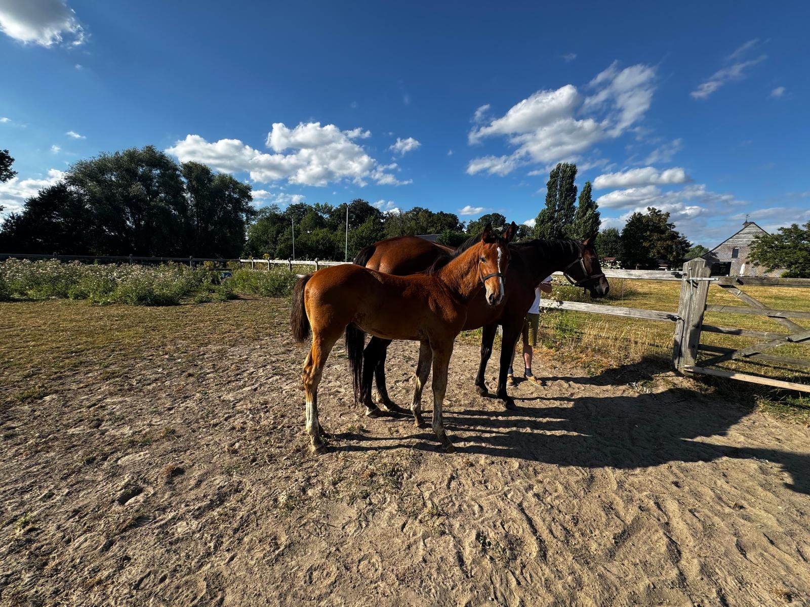 bwp springpaard hengst 0 år bruin till salu - Foto 3
